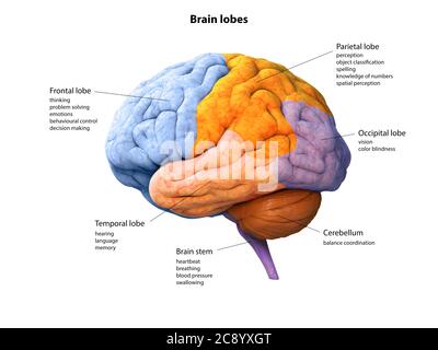 Illustration numérique du cerveau humain, du lobe, des lobes, de l'anatomie, du rendu 3D Banque D'Images