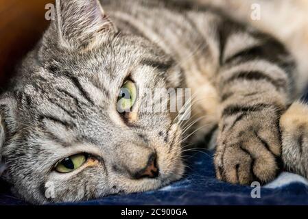 Une croix de Tabby de cheveux courts domestiques avec Bengale en position. Rayures sombres et claires. Couche striée grise et blanche. Yeux ouverts Banque D'Images