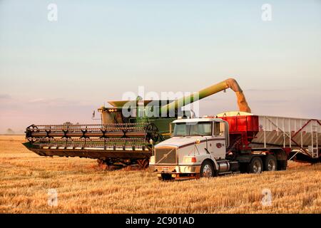 American Falls, Idaho, États-Unis 8 août 2016 matériel agricole déchargement du blé récolté d'une moissonneuse-batteuse à un camion dans les champs fertiles de l'Idaho. Banque D'Images