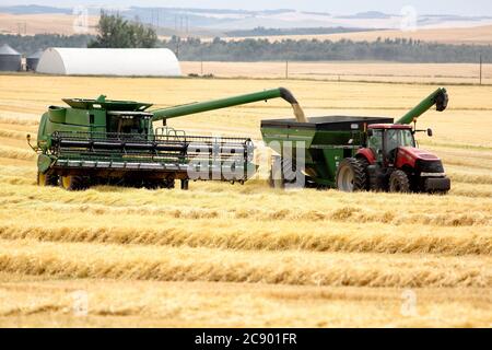 Le déchargement de machines agricoles a récolté du blé d'une moissonneuse-batteuse à une trémie à grains en vrac dans les champs fertiles de l'Idaho. Banque D'Images