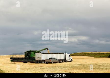 Tetonia, Idaho, États-Unis 2 août 2016 machines agricoles déchargement du blé récolté d'une moissonneuse-batteuse à un camion dans les champs fertiles de l'Idaho. Banque D'Images