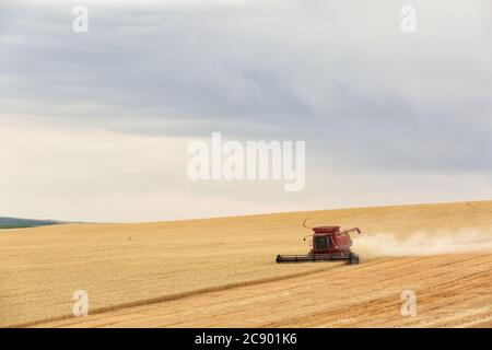 Tetonia, Idaho, États-Unis 8 août 2016 machines agricoles récoltant du blé dans les champs fertiles de l'Idaho, avec la chaîne de montagnes Teton en arrière-plan. Banque D'Images