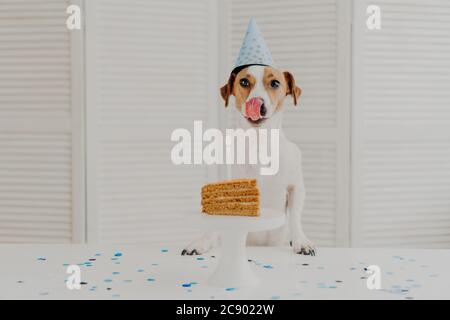 Photo horizontale d'un petit chien en fête d'anniversaire, pose près d'un morceau de gâteau délicieux avec bougie, montre la langue comme veut manger, porte un cône de fête Banque D'Images