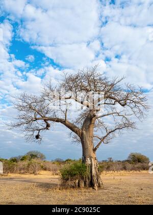 Un très grand baobab, l'Adansonia digitata, montrant des dégâts de recherche d'éléphants dans le parc national de Luangwa Sud, en Zambie. Banque D'Images