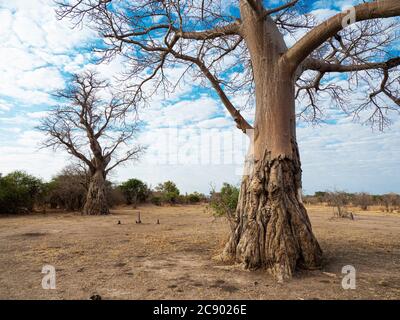 Un très grand baobab, l'Adansonia digitata, montrant des dégâts de recherche d'éléphants dans le parc national de Luangwa Sud, en Zambie. Banque D'Images