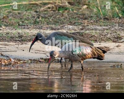 Paire d'hadeda ibis adultes, Bostrychia hagedash, sur le fleuve Zambèze supérieur, dans le parc national de Mosi-oa-Tunya, Zambie. Banque D'Images