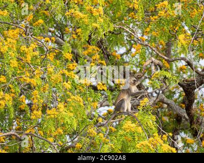 Un singe vétérinaire adulte, Chlorocebus pygerythrus, dans le parc national de Luangwa Sud, en Zambie. Banque D'Images