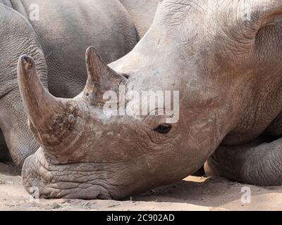 Un rhinocéros blanc du sud adulte, Ceratotherium simum simum, gardé dans le parc national de Mosi-oa-Tunya, en Zambie. Banque D'Images