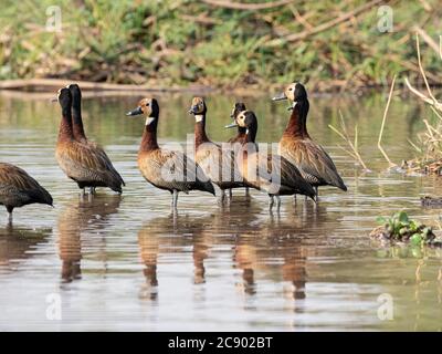 Un troupeau de canards sifflants à fond blanc, Dendrocygna viduata, Zambèze, parc national de Mosi-oa-Tunya, Zambie. Banque D'Images