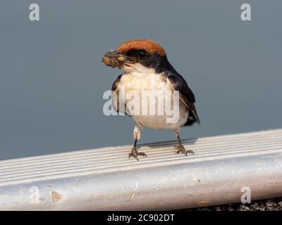 Une hirondelle à queue métallique, Hirundo smithii, sur un bateau-rail dans le parc national de Mosi-oa-Tunya, en Zambie. Banque D'Images