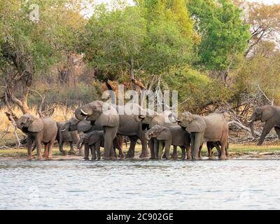 Un troupeau d'éléphants de brousse africains, Loxodonta africana, sur la partie supérieure du fleuve Zambèze, parc national de Mosi-oa-Tunya, Zambie. Banque D'Images