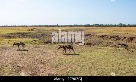 Un paquet de chiens sauvages du Cap, Lycaon pictus pictus, classé comme en voie de disparition, Parc national de Luangwa Sud, Zambie, Banque D'Images