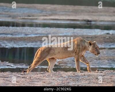 Une lionne adulte, Panthera leo, le long de la rivière Luangwa dans le parc national de Luangwa Sud, en Zambie. Banque D'Images