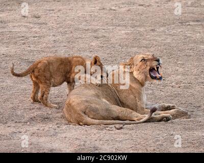 Une lionne adulte, Panthera leo, avec un cub joueur le long de la rivière Luangwa dans le parc national de Luangwa Sud, en Zambie. Banque D'Images