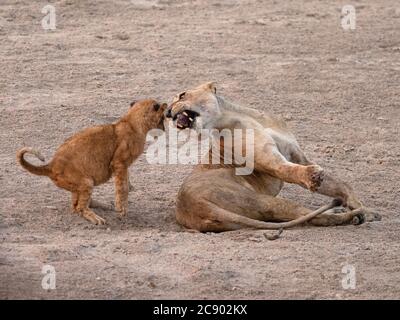 Une lionne adulte, Panthera leo, avec un cub joueur le long de la rivière Luangwa dans le parc national de Luangwa Sud, en Zambie. Banque D'Images