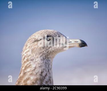 Un portrait d'un Mouette à bec (Larus delawarensis), Refugio State Beach, Goleta, CA. Banque D'Images