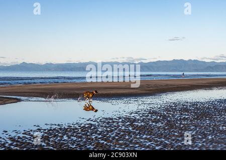 Ohope Beach, Bay of Plenty, Nouvelle-Zélande Banque D'Images