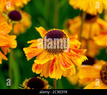 Nom commun de l'helenium 'Butterpat' Sneezeweed croissant dans un jardin britannique. Banque D'Images