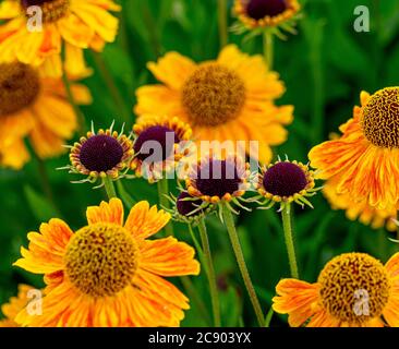 Nom commun de l'helenium 'Butterpat' Sneezeweed croissant dans un jardin britannique. Banque D'Images