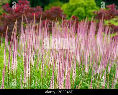 Veronicastrum virginicum Erica, rose, croissant dans une bordure de fleur. ROYAUME-UNI Banque D'Images