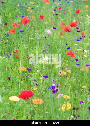 Pré d'été avec des coquelicots et des cornflowers en croissance au Royaume-Uni Banque D'Images