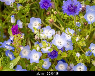 Gros plan de Meadow Cranesbill poussant dans un pré d'été à thème bleu. Banque D'Images