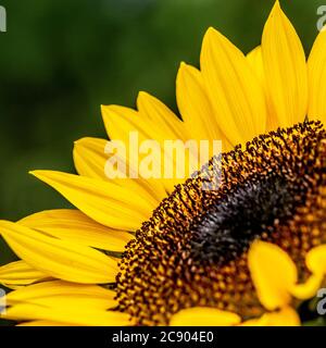 Gros plan du centre et des pétales de tournesol jaune. Banque D'Images