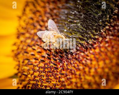 Gros plan d'une abeille au centre d'un tournesol. Banque D'Images