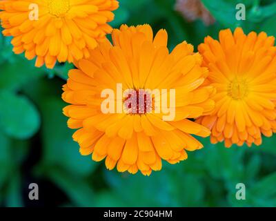Plan de vue sur les marigolds d'orange qui poussent dans un jardin. Banque D'Images