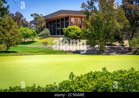 Les duckweed couvraient le lac dans le parc central de Huntington Beach, avec la bibliothèque centrale en arrière-plan, tandis que trois hommes portant un masque facial marchent sur le trottoir. Banque D'Images