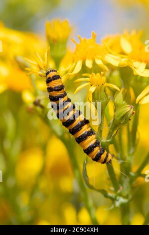 La chenille de la Moth cinnabar, Tyria jacobaeae, se nourrissant de son usine hôte de Ragwort, Jacobaea vulgaris. Prise à Stanpit Marsh Royaume-Uni Banque D'Images