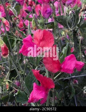 Lathyrus 'saumon suo' Banque D'Images