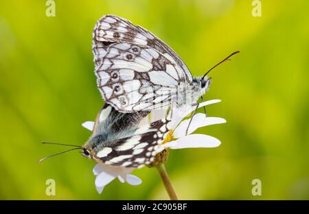 Paire de papillons blancs marbeux, Melanargia galathea accouplement sur le dessus D'UNE fleur de pâquerette sur UN fond vert diffus. Prise à Longham Lakes Royaume-Uni Banque D'Images