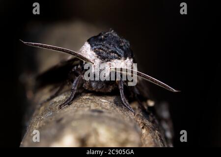 Macro tête sur le coup d'un Moth buse Privet, Sphinx ligustri, assis sur UNE pièce de bois affichant ses longues antennes. Prise à Blashford Lakes Royaume-Uni Banque D'Images