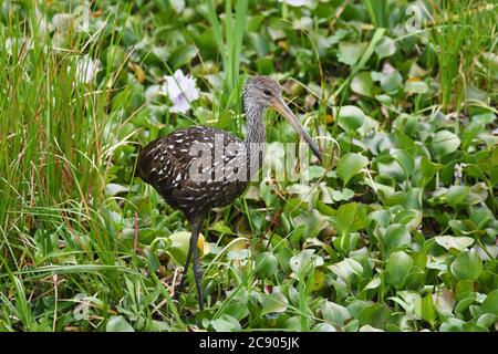 Limpkin marchant à travers l'herbe haute et la jacinthe d'eau, à la recherche d'escargots à manger. Banque D'Images