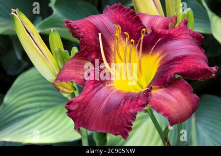 Gros plan de fleurs de couleur rouge-vin aux pétales à volants et motif plus foncé entourant une gorge jaune. Grains de pollen sur pétales. Banque D'Images