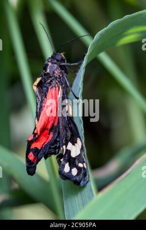 Récemment éclos, émergea, la marmoth tigre écarlate, la dominula Callimorpha, avec des ailes ridées tenant sur UNE tige d'herbe.prise à Morrs Valley Royaume-Uni Banque D'Images