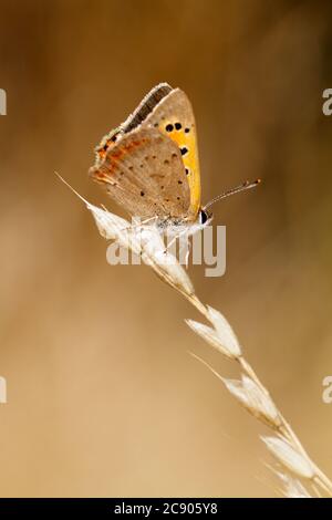 Vue latérale d'UN petit papillon en cuivre, Lycaena phlaeas, avec les ailes soulevées reposant sur UNE tige d'herbe en fleur. Prise à Stanpit Marsh Royaume-Uni Banque D'Images