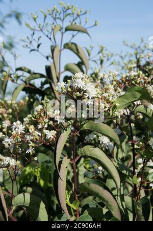 Heptacodium miconioides Banque D'Images