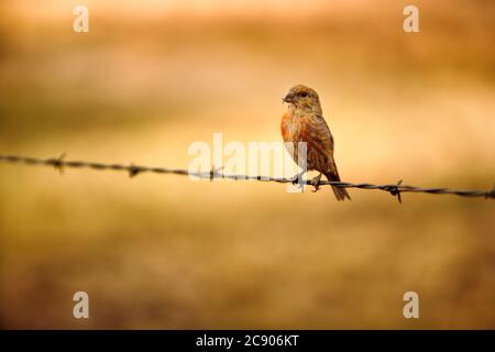 Une femelle rouge crossbill, Loxia curvirostra, perchée sur une clôture barbelée. Les traverses rouges sont une moyenne-grande finch avec une grande tête, un corps de bosse, un petit Banque D'Images