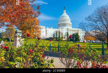 Bâtiment DU Capitole DES ÉTATS-UNIS entouré de roses et d'arbres en automne. Washington DC. ÉTATS-UNIS Banque D'Images