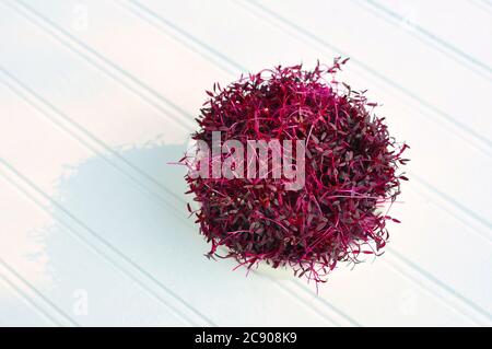 Rouge violet Amaranth Microgreens fournissent des protéines concentrées et des acides aminés pour un mode de vie sain de Vegan Banque D'Images