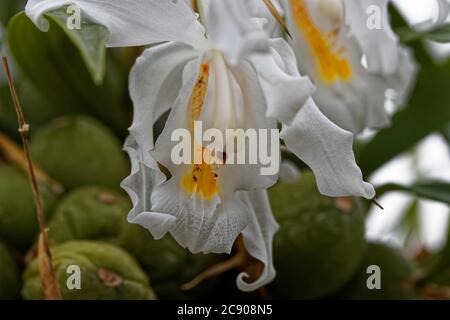 Coelogyne cristata est une orchidée épiphytique qui vient de zones fraîches et humides de l'est de l'Himalaya et du Vietnam. Banque D'Images