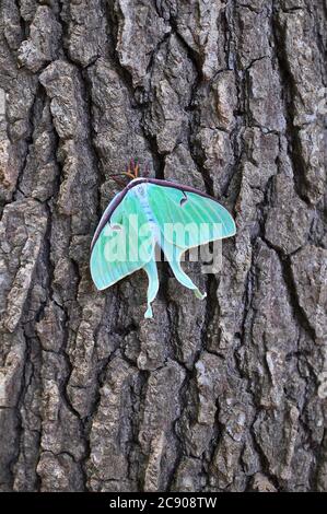 Le papillon est un papillon néarctique de la famille des Saturniidae, sous-famille des Saturniinae, un groupe communément appelé papillons géants de la soie Banque D'Images