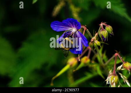 Une abeille collectant le pollen d'une fleur sauvage bleue Banque D'Images