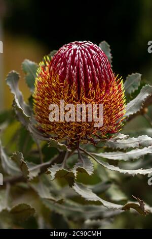 Gros plan de la plante orange vif et rouge Banksia menziesii fleur. Banque D'Images