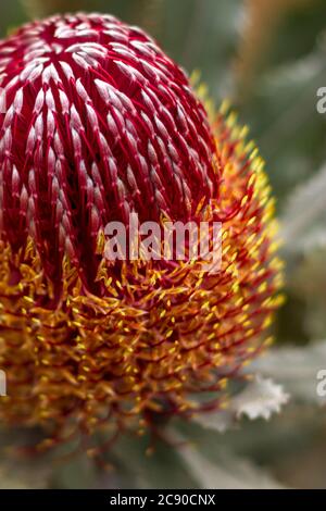 Gros plan photographie détaillée de la fleur rouge et orange vif de Banksia menziesii. Banque D'Images