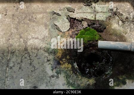 La mousse de gros plan ou bryophyta poussant sur un sol carrelé fissuré près d'un drain négligé dans le balcon d'une pièce, ceci peut entraîner une fuite d'eau vers le plancher inférieur Banque D'Images