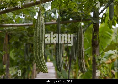 Gros plan de courgettes fraîches et crues dans le jardin. Banque D'Images