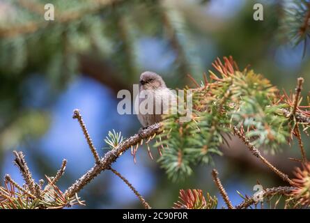 Une femelle de Bushtit chirps alors qu'elle est perchée sur la branche d'un arbre Evergreen. Banque D'Images